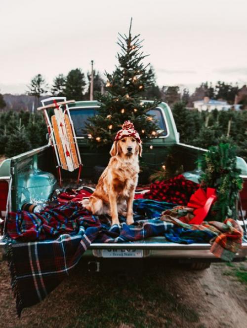 Идеальная новогодняя ёлка: все, что нужно знать. 01