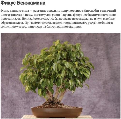 Растения, отлично подходящие для обновления воздуха в квартире. 04