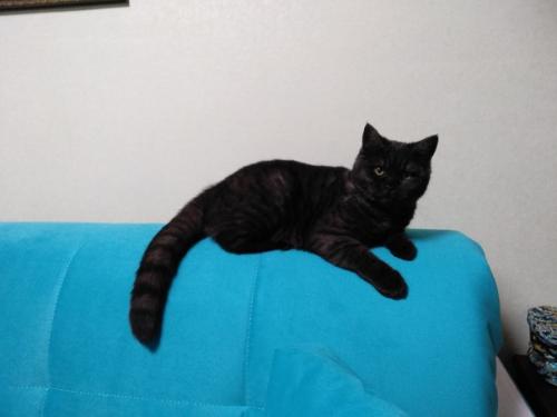 Освежить интерьер и придать ему красочность можно с помощью яркого дивана. 03