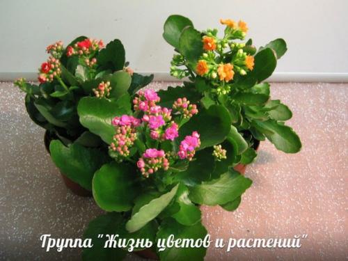 Растения для детской. 05