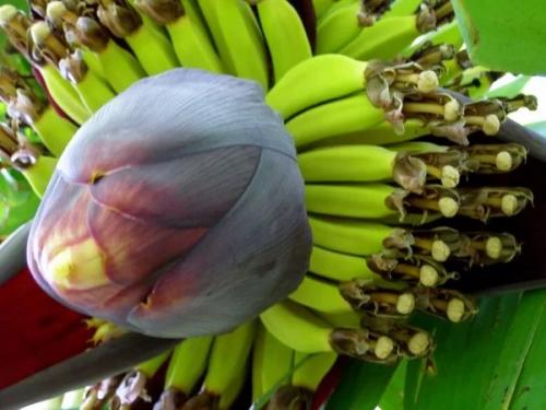 Банан. Кажется, что огромные банановые Деревья и выращивание в комнатных условиях - вещи категорически несовместимые. 01