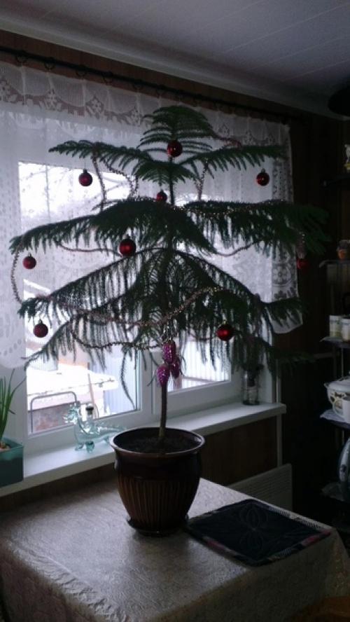 История одной ёлочки. 04