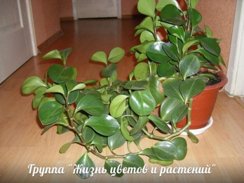 Растения для детской. 08