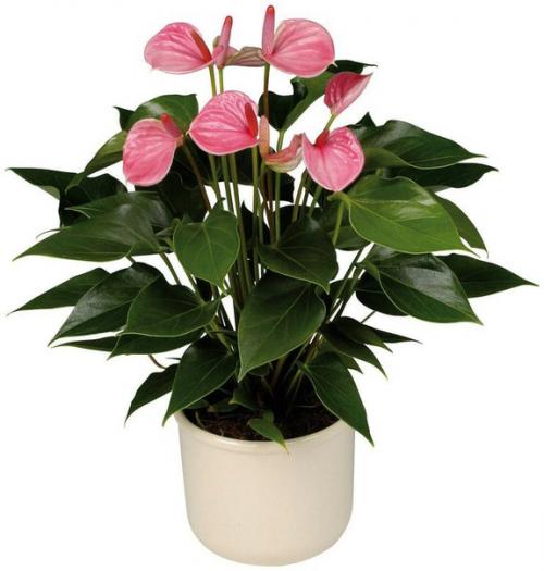 Антуриум.  Особенности ухода и разведения в комнатных условиях. 01