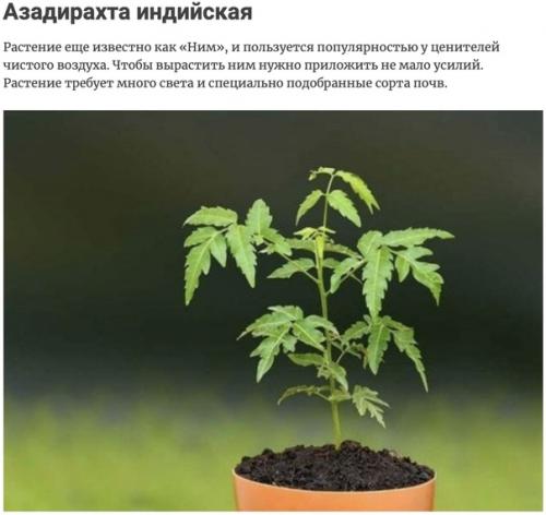 Растения, отлично подходящие для обновления воздуха в квартире. 06