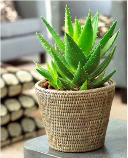 7 комнатных растений для лучшего сна. 07