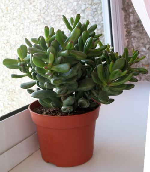 ? 10. Самых неприхотливых комнатных растений или цветы для лентяя? 01