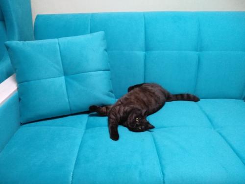 Освежить интерьер и придать ему красочность можно с помощью яркого дивана. 01