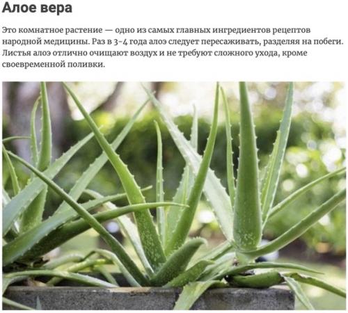 Растения, отлично подходящие для обновления воздуха в квартире.