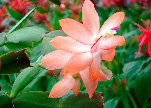 Рождественник.  Необычное растение с водопадом ярких цветов и зимним цветением украшает хмурые дни и заряжает позитивом. 06