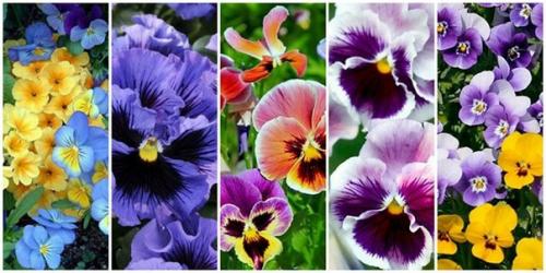 Фиалка садовая. Фиалка садовая это многолетнее травянистое растение, выращиваемое, как двулетнее. 01