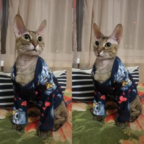 Здравствуйте!   Кошка по имени шанти ищет дом. 02