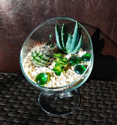 В том случае, если вы хотите разнообразить свою квартиру или дом чем-то необычным - суккуленты станут идеальным решением. 08