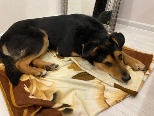 Посмотрите, как гармонично Джек смотрится в квартирном интерьере. 03