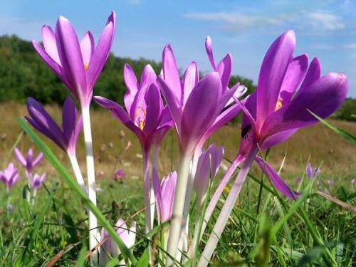 Безвременник (безвременник осенний, колхикум? 03