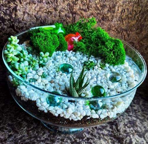 В том случае, если вы хотите разнообразить свою квартиру или дом чем-то необычным - суккуленты станут идеальным решением.