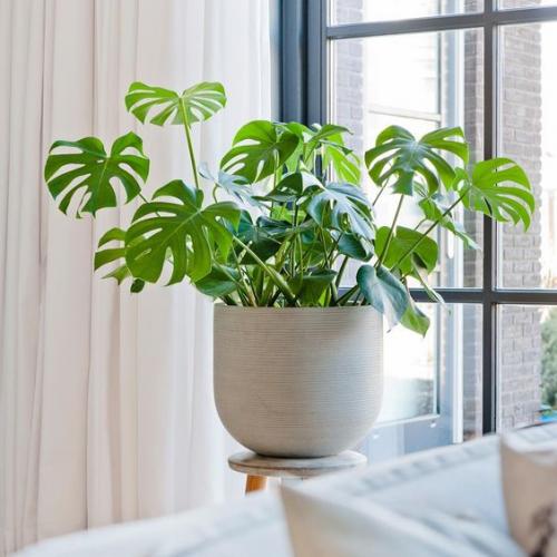 Озеленение квартиры.  Наслаждаться летом круглый год довольно просто, создайте его у себя дома! 04