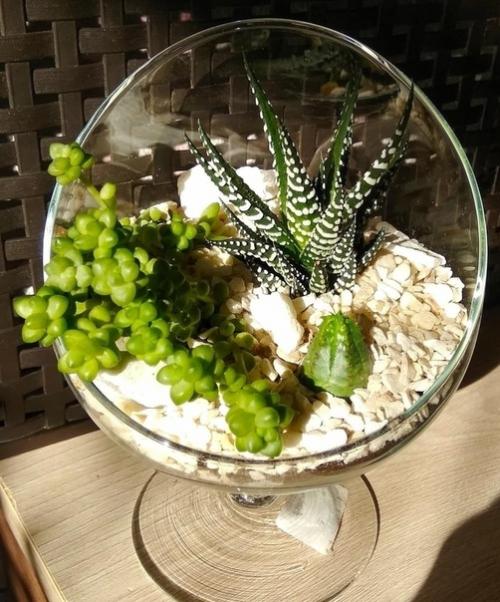 В том случае, если вы хотите разнообразить свою квартиру или дом чем-то необычным - суккуленты станут идеальным решением. 07