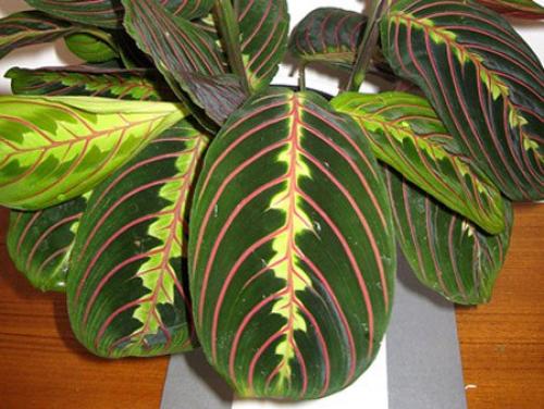 Маранта - молящаяся трава цветочнаясемья. 01