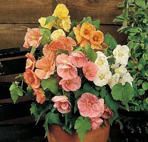 Абутилон белла.  Компактный сорт растения с большим количеством веток и крупными цветами. 03