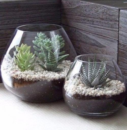 Композиции из суккулентов. 08