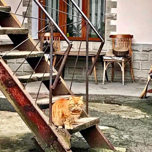 В 1913 г. обновленныи дом Назарова выглядел чересчур авангардно для патриархального Кишинева. 06