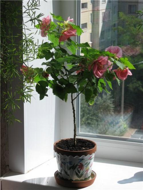 Абутилон белла.  Компактный сорт растения с большим количеством веток и крупными цветами. 02