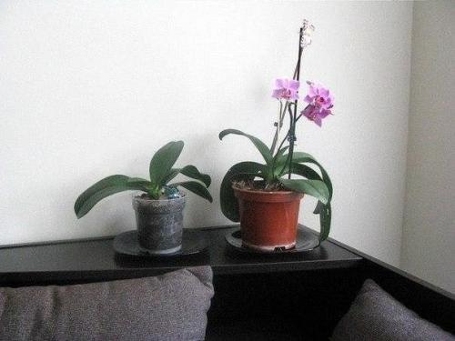 Ты можешь красиво оформить горшки? 08