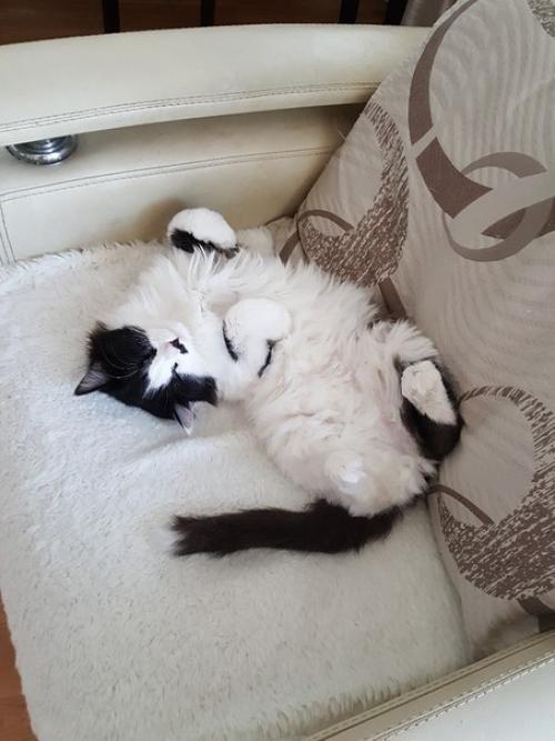 Котобанда.  Свежий взгляд на привычное. 02