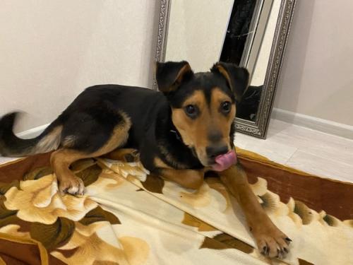 Посмотрите, как гармонично Джек смотрится в квартирном интерьере. 02