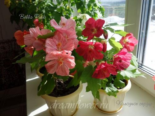 Абутилон белла.  Компактный сорт растения с большим количеством веток и крупными цветами. 04