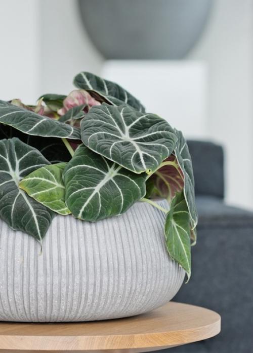 Озеленение квартиры.  Наслаждаться летом круглый год довольно просто, создайте его у себя дома! 02