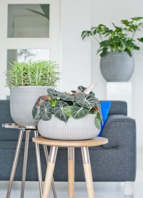 Озеленение квартиры.  Наслаждаться летом круглый год довольно просто, создайте его у себя дома! 01