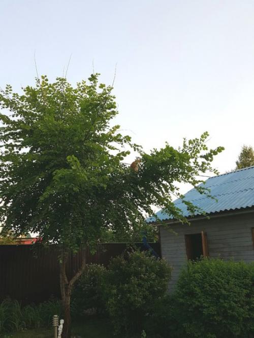 Котобанда.  Свежий взгляд на привычное. 06