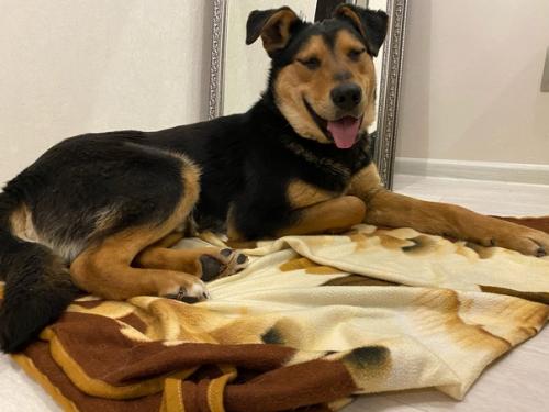 Посмотрите, как гармонично Джек смотрится в квартирном интерьере. 04