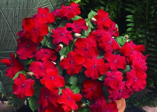 Бальзамин. Он же Ванька мокрый. 01 Бальзамин. Он же Ванька мокрый. 01