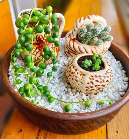 В том случае, если вы хотите разнообразить свою квартиру или дом чем-то необычным - суккуленты станут идеальным решением. 06