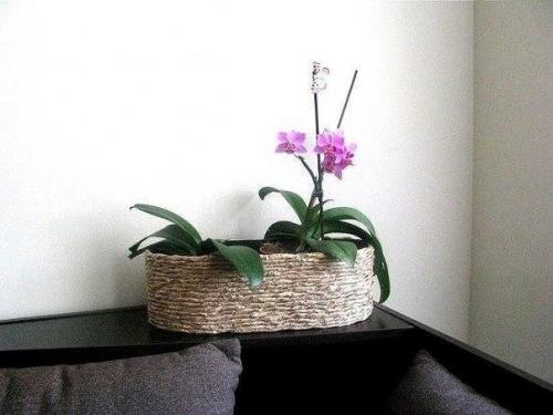 Ты можешь красиво оформить горшки? 09