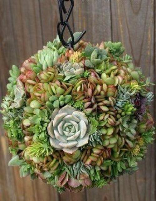 Композиции из суккулентов. 03