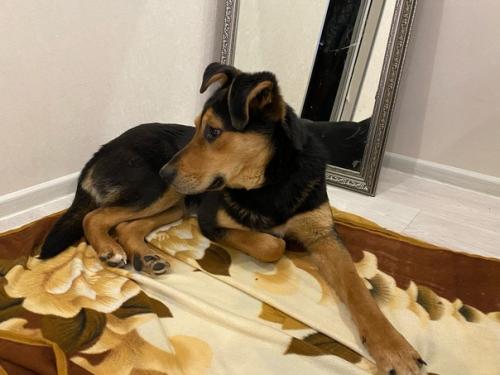 Посмотрите, как гармонично Джек смотрится в квартирном интерьере. 01