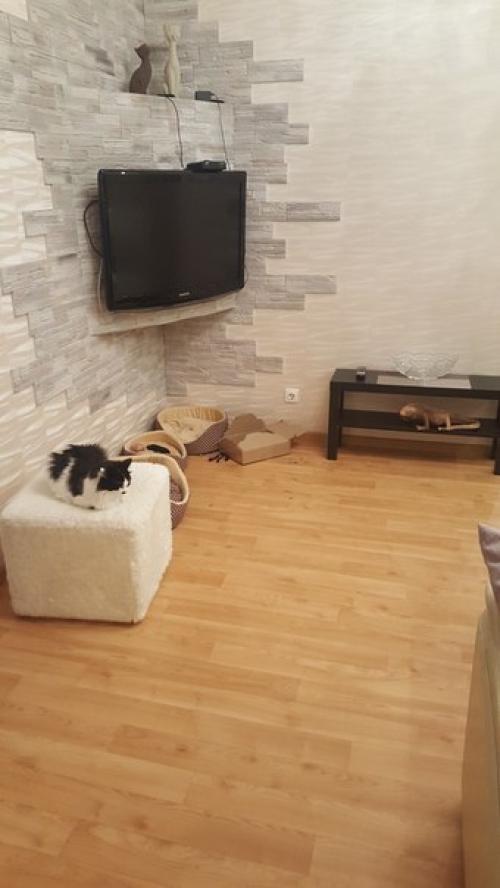 Котобанда.  Свежий взгляд на привычное. 07