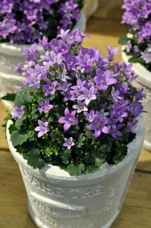 Комнатные колокольчики.  Все о кампануле в комнатной культуре? 04