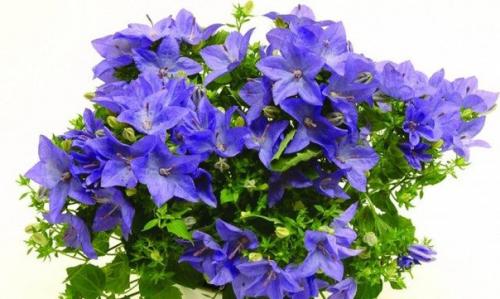 Комнатные колокольчики.  Все о кампануле в комнатной культуре? 02