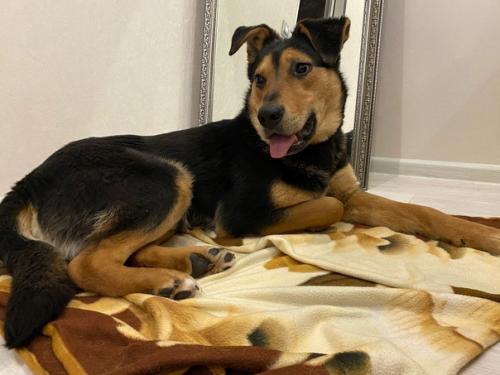 Посмотрите, как гармонично Джек смотрится в квартирном интерьере. 05