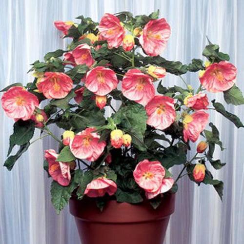 Абутилон белла.  Компактный сорт растения с большим количеством веток и крупными цветами. 05