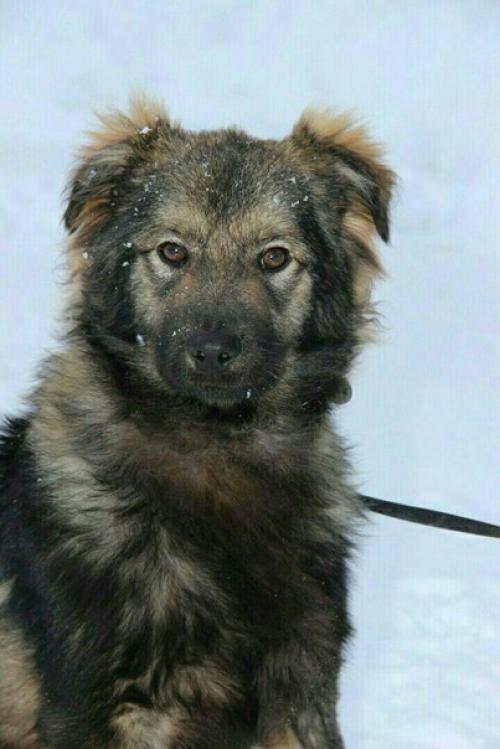 Очень срочно нужен дом Стиву! 02