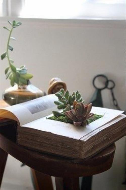 Композиции из суккулентов. 01