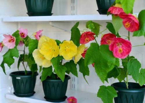 Абутилон белла.  Компактный сорт растения с большим количеством веток и крупными цветами. 01