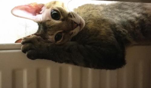 Здравствуйте!   Кошка по имени шанти ищет дом. 01