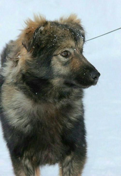 Очень срочно нужен дом Стиву! 01